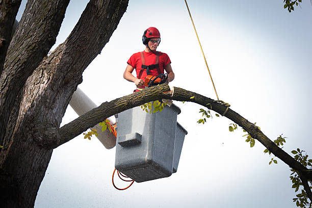 Edgewater, CO Tree Care Services Company