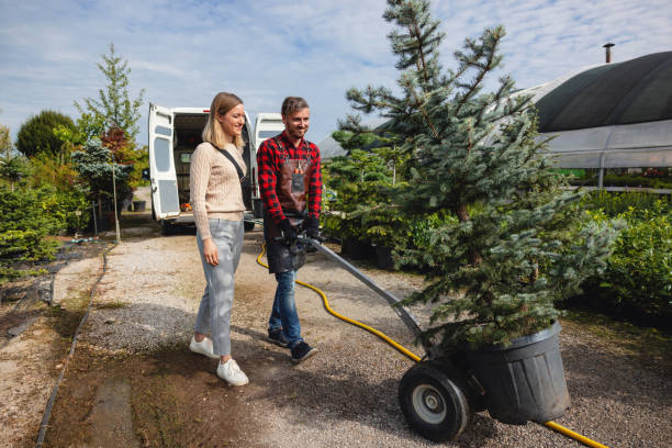 How Our Tree Care Process Works  in  Edgewater, CO